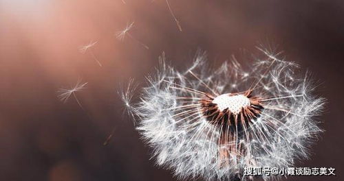 蒲公英图片大全？这里风格多样