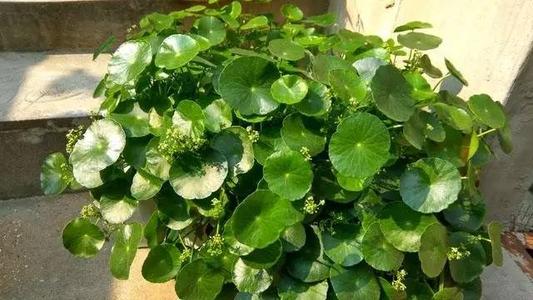 夏季养芦荟，关键词