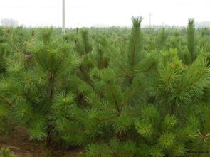 松树叶子上那些小疙瘩，是不是啥虫子咬的呢？