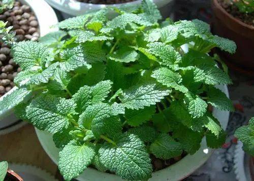 三、薄荷：香香的味道