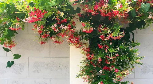 阳光与水的“双人舞”