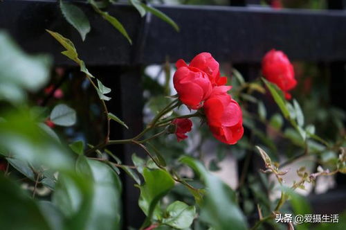 玫瑰：美丽与向往的化身