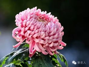 月季花：花中皇后 淮南的骄傲