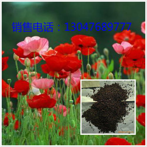 前言：花花草草， 我的心头好