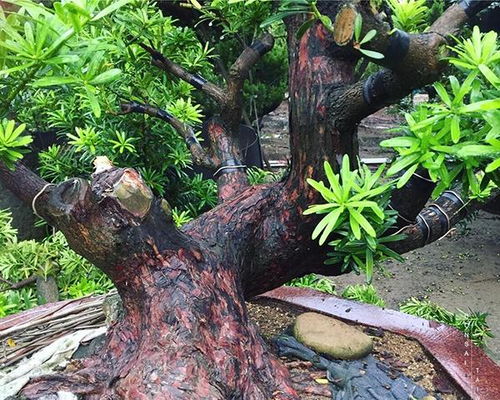 罗汉松浇水频率：每日适量，养植无忧