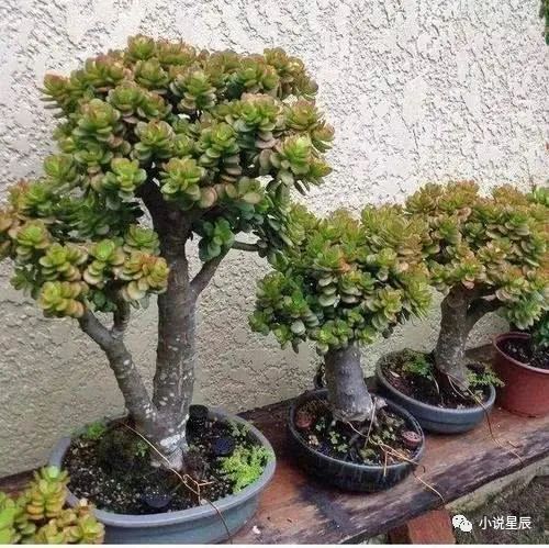 适合做盆景的植物有哪些？这些植物既漂亮又好养活吗
