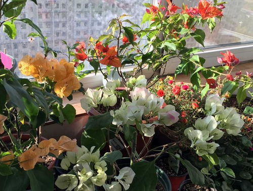 “花开正艳，巧剪枝繁叶茂