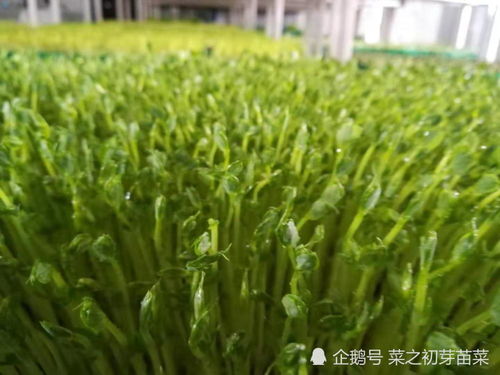 想在家种芽苗菜？这份超简单的种植方法