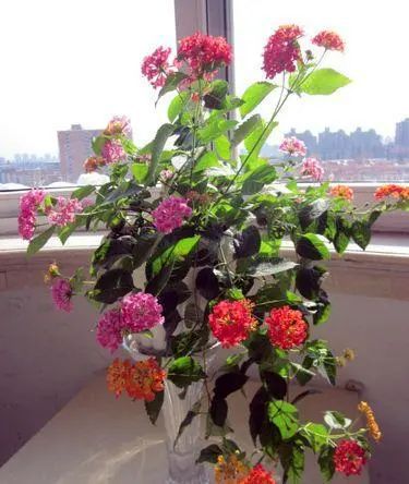 6月种花选哪种耐热易活品种好？新手如何避免种花难题？