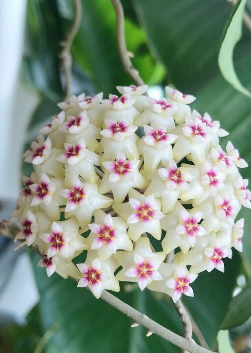 球兰浇水时间，夏季与冬季有何不同？