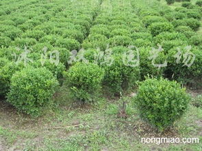 屋后种大叶黄杨树，影响大不大？