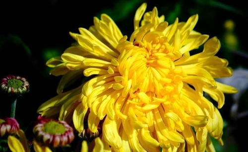 北方奇观：冬季绽放的四季菊