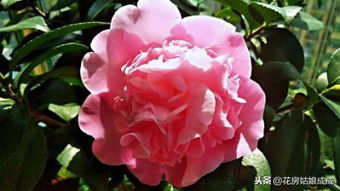 月季花， 美丽的花色等你来选