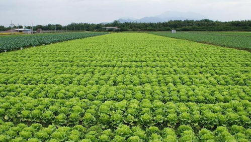 夏季种植的快速小菜园