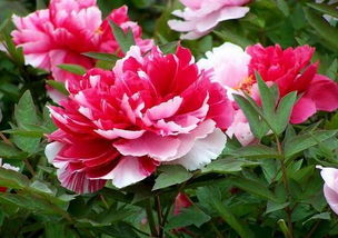 首选：牡丹、兰花，高贵又好堪