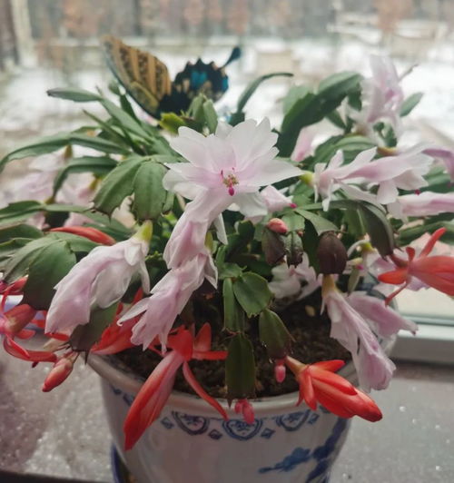 冬季玫瑰花扦插繁殖时有哪些快速生根的技巧和注意事项