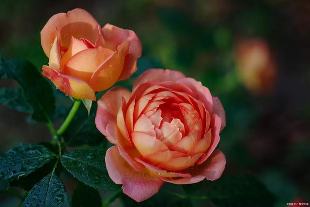 武士月季的缺点