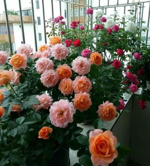 光照充足，月季才美丽