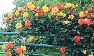 月季苗浇水，气候是关键