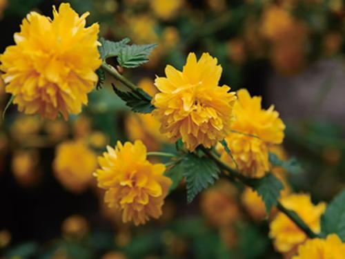 那片黄花， 是我心中的温暖