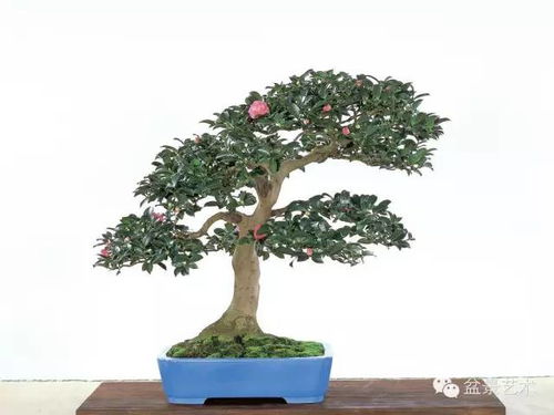 茶花盆景造型，如何巧妙构思