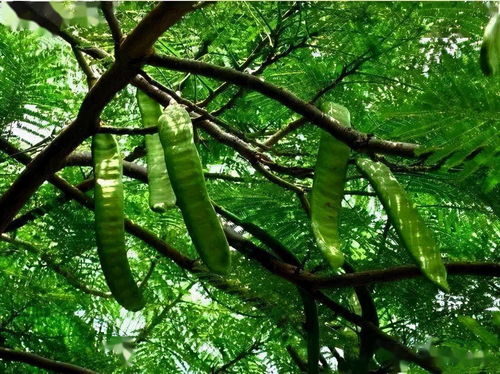 绿化树：长期稳定收益