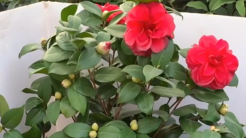 浓度控制，别让补药变毒药