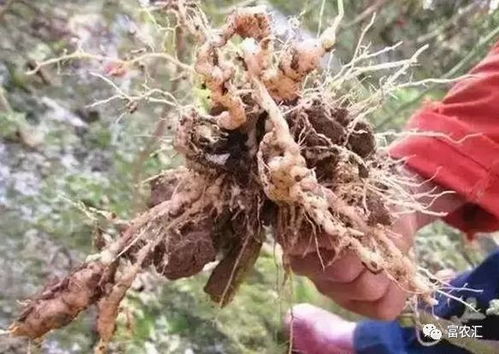 二、 火龙果常见虫害及危害