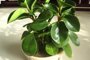 水培豆瓣绿夏天怎么养？保持适宜光照和通风是关键吗