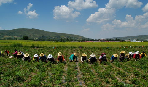 三、 种植名贵药材，亩收益潜力巨大