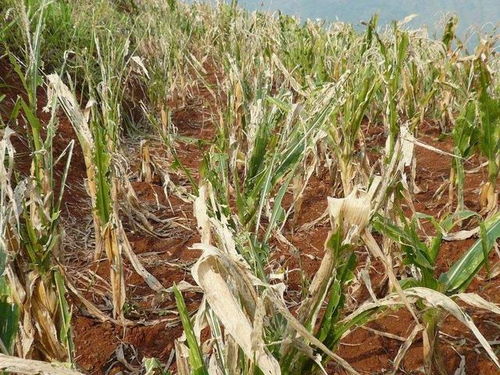 喷洒农药， 注意事项多