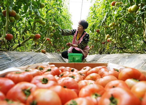 河北蔬菜品种丰富