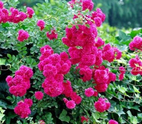 夏日花园常见之花