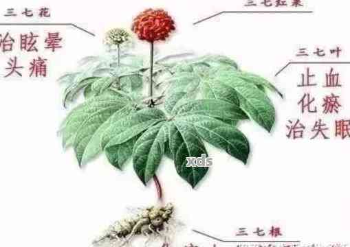 五叶地锦奥秘：特征解析