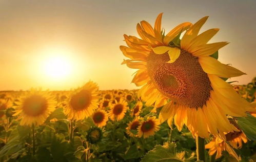 黄色月季，亮如太阳，美如黄金