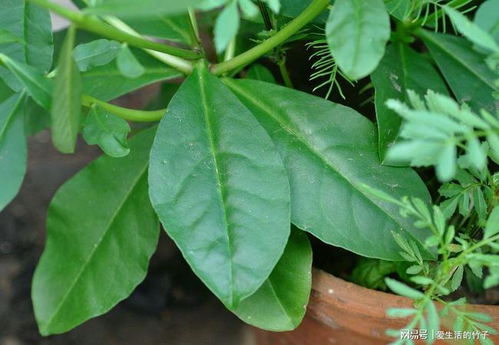 绿萝花：药食同源
