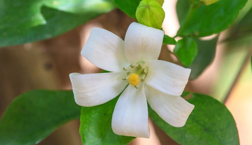 冬天室内养腊梅的小技巧