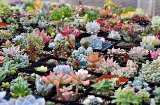 合法进口， 尊重生命