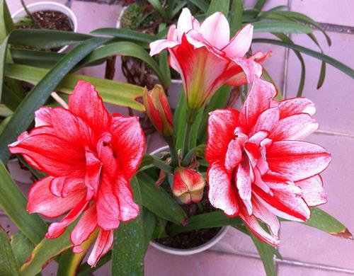 朱顶红开花时间揭秘