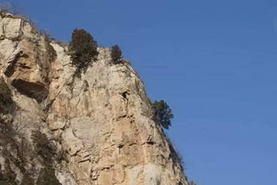 侧柏树的生长环境