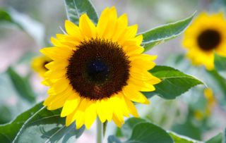 太阳花种植时选择什么季节和技巧更容易成活
