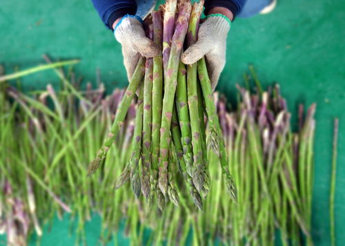 芦笋上市时间与成熟收获时间有何不同