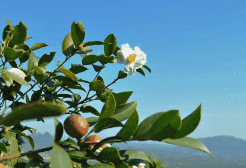 黄袍山绿色茶油基地：纯正茶油，健康之选