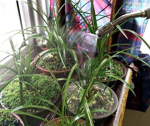 兰花速效防虫病秘籍，一招解决烦恼！