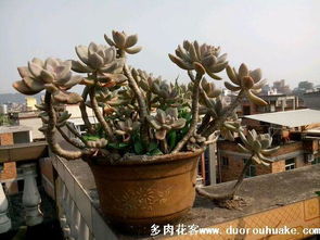 在冰封的冬日里给庭院添上一抹生机