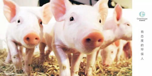 “降本增效，生猪养殖新策略