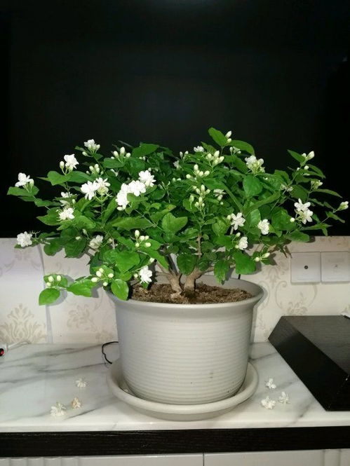 六、 夏季高温下的盆栽花卉