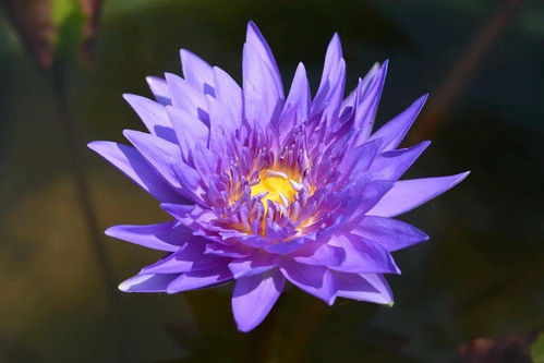 这个假日岛基拉戈月季 Holiday Island Key Largo的花期和抗病嫩力