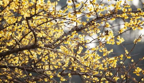 腊梅花种子如何播种？如何让它们顺利发芽