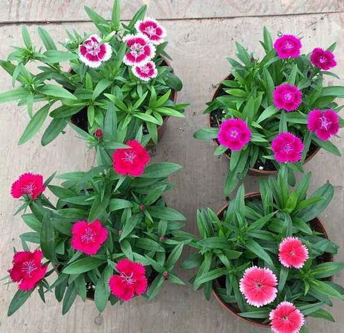 中药材的种植之道